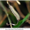 melanargia hylata talysh larva1a